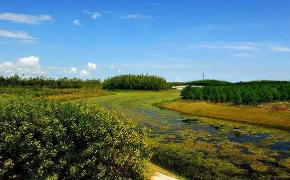 上海海灣國(guó)家森林公園.jpg
